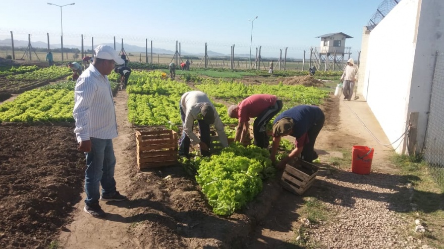 Internos de la cárcel de Saavedra siembran y cosechan verduras y ya lograron el autoabastecimiento
