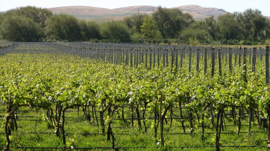Bodegas bonaerenses: degustar sabores para imaginar paisajes