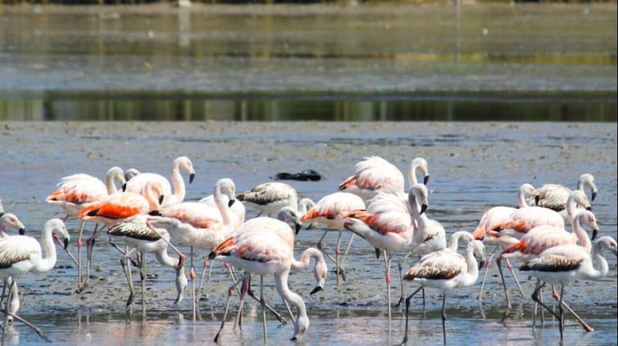 La reserva parque atlántico "Mar Chiquito" y una albufera única en el país