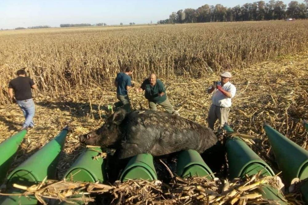 Un enorme jabalí quedó atascado en una cosechadora