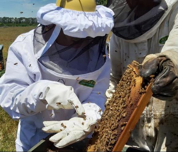 El sabor de las mieles bonaerenses