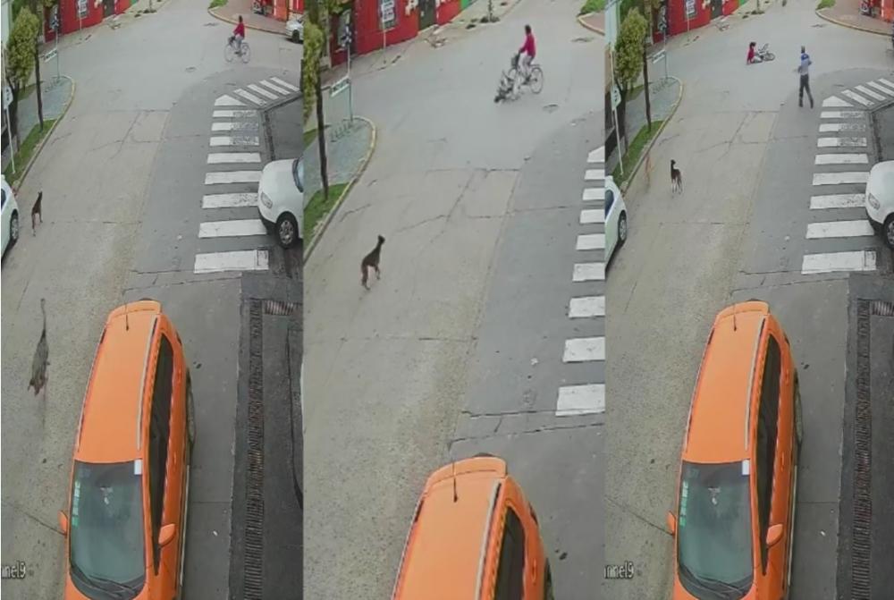 Insólito: un avestruz a gran velocidad chocó a una ciclista en pleno centro de Ranchos