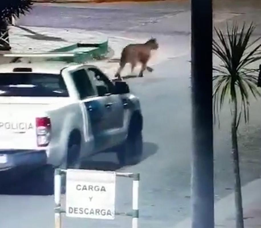 Pumas en Villa Gesell: Creen que podrían haber regresado a su hábitat natural