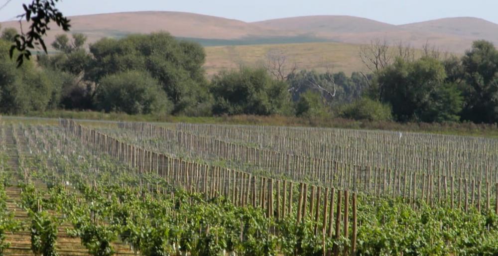 Tres bodegas para degustar los mejores vinos de la provincia de Buenos Aires