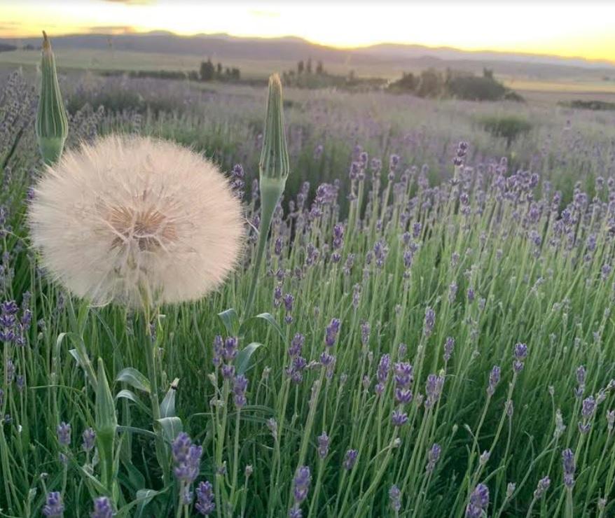 Sierras y campos de lavanda, una escapada inolvidable al sudoeste bonaerense