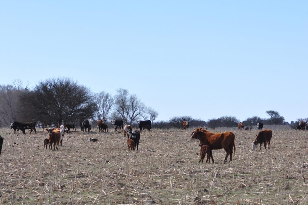 La provincia de Buenos Aires prorrogó hasta marzo la emergencia agropecuaria e incorporó nuevos partidos