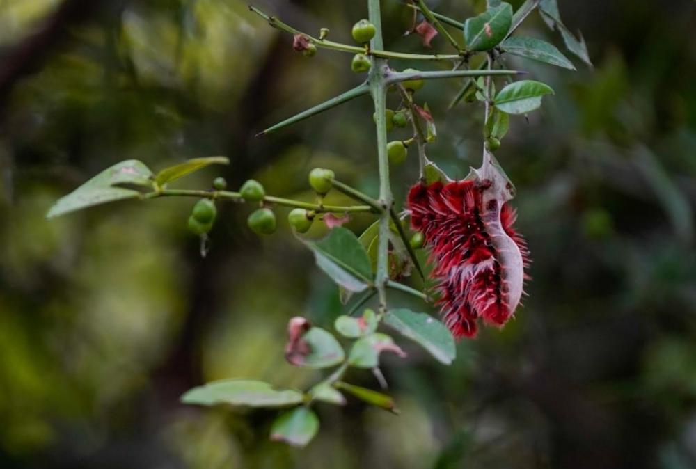 Música, colores y cultura bonaerense