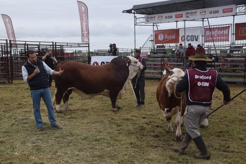 Braford y una charla sobre los criterios que lograron su biotipo productivo