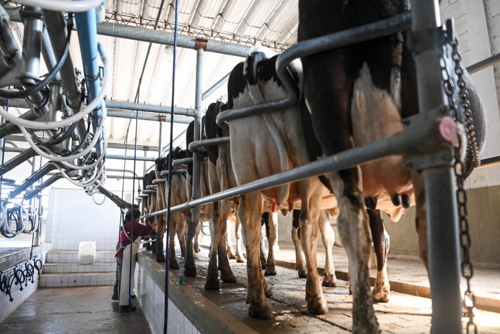La producción de leche creció 10,9% en el primer trimestre de 2025