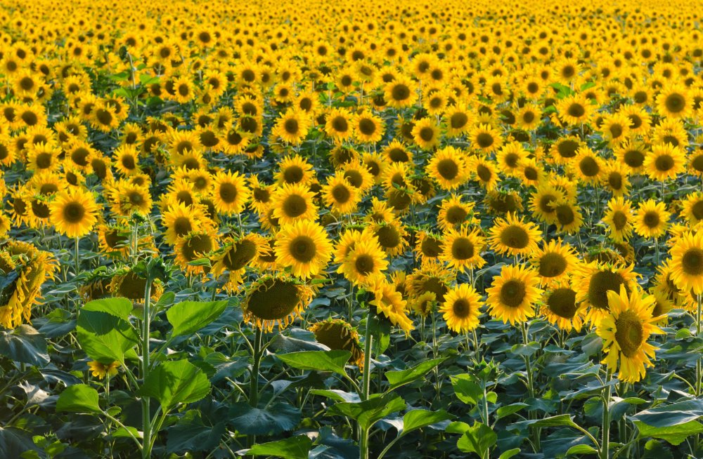 Cosecha récord de girasol: creció un 28,2% respecto a la campaña anterior