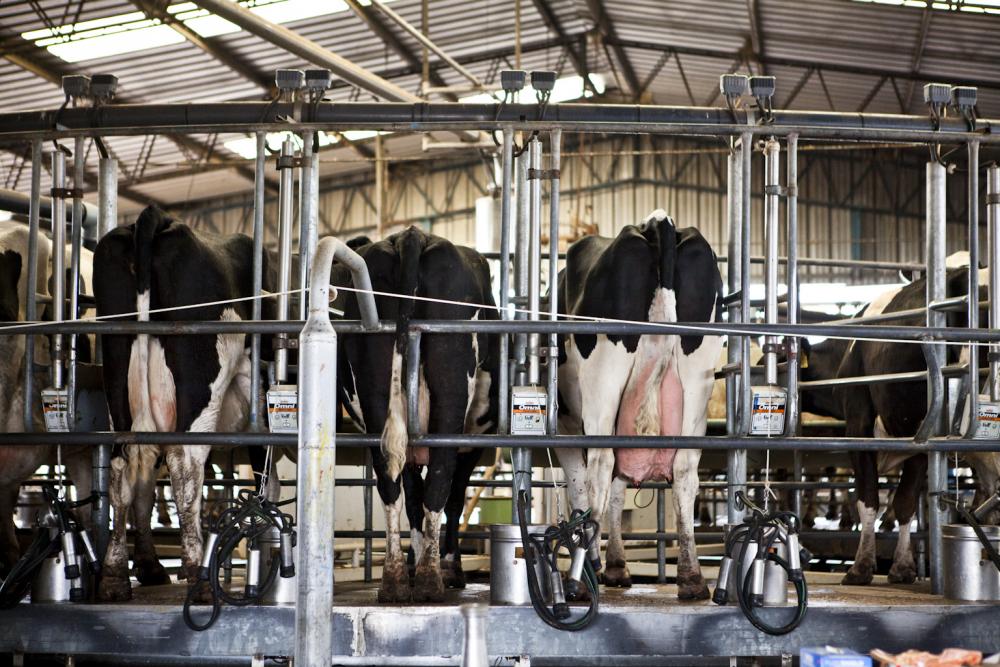 $20.000 millones para potenciar la lechería con créditos en valor producto del BICE