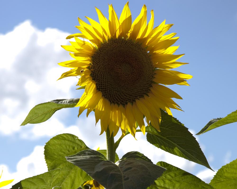 Girasol: el mes de julio marca un triple récord histórico de molienda