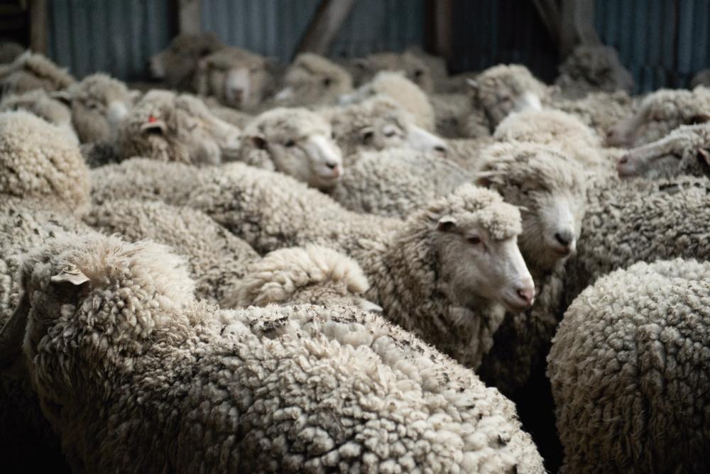 La zafra ovina 2024/2025 se incrementó 31,9% en volumen y 23,22% en valor con destino a exportación