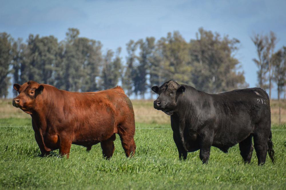 CARBAP cuestionó la tasa ambiental que propone una diputada kirchnerista: “Increíble"