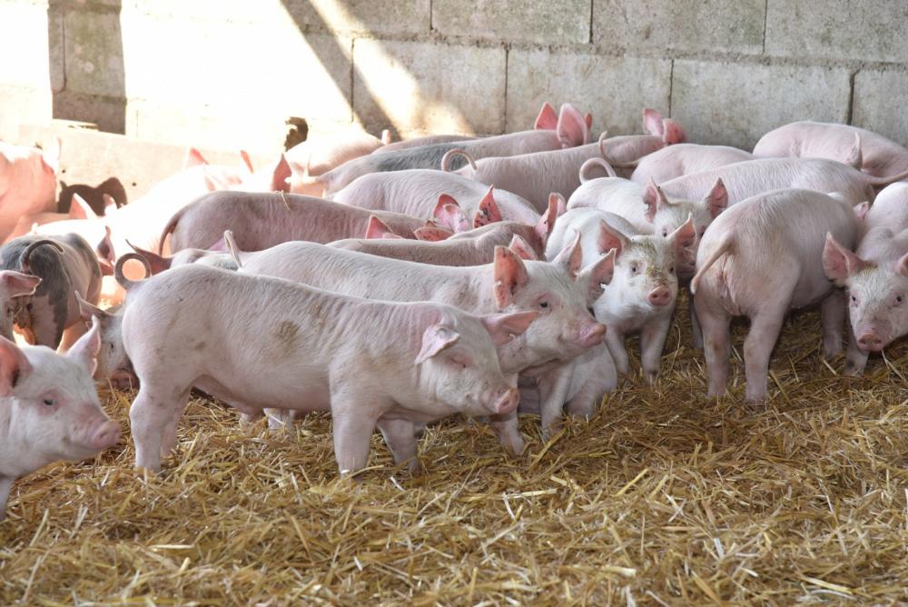 El sector porcino crece como sustituto de la carne vacuna y cerró el 2025 con récord de faena y consumo