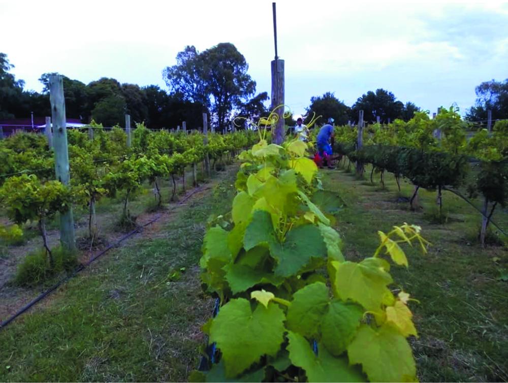 Enoturismo: Calendario de eventos Vinos Buenos Aires