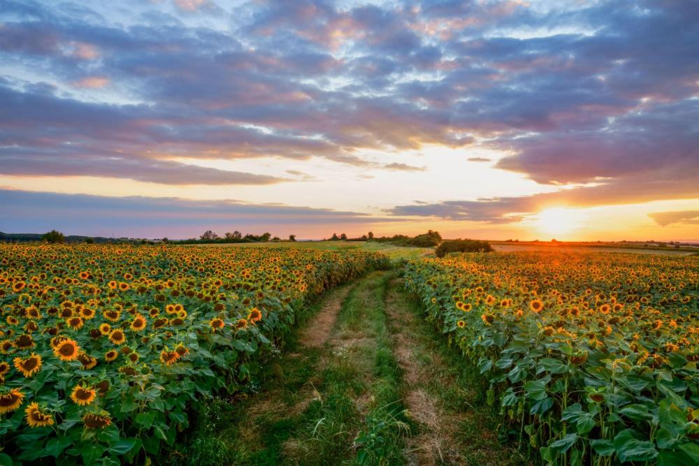 El agro argentino marca un hito con más de 564.000 toneladas de girasol procesadas