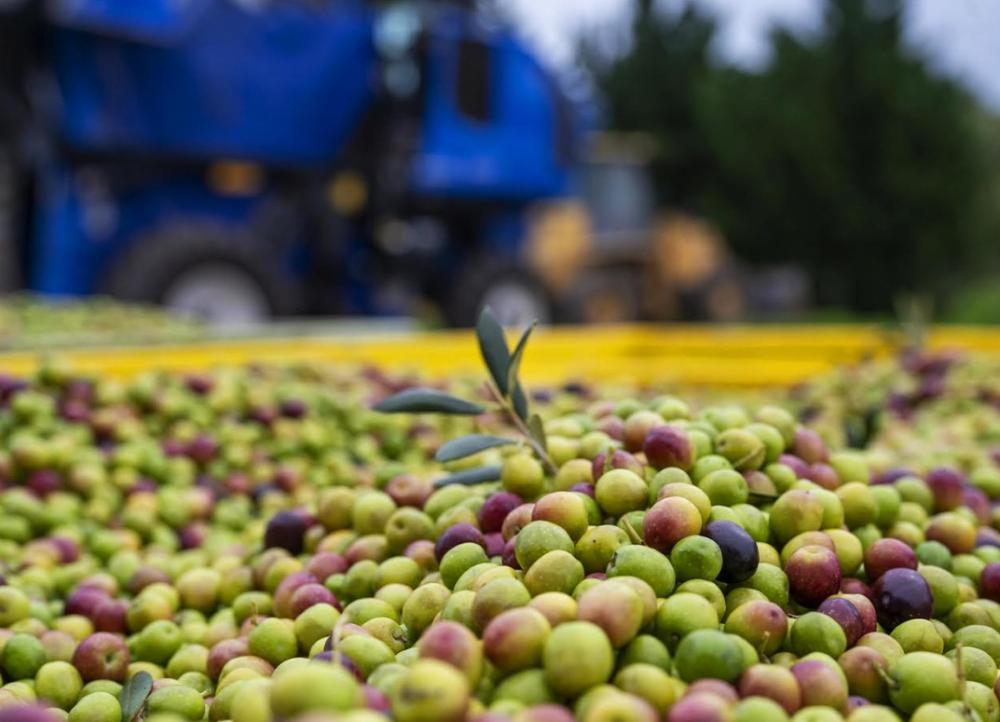 Otoño de cosecha: experiencias entre olivares, sierras y sabores bonaerenses