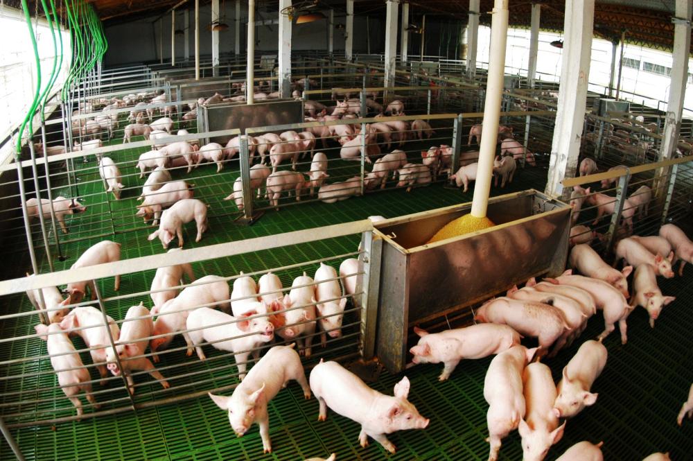 La producción porcina creció 12,4% acumulado en agosto y el consumo alcanza valores récord